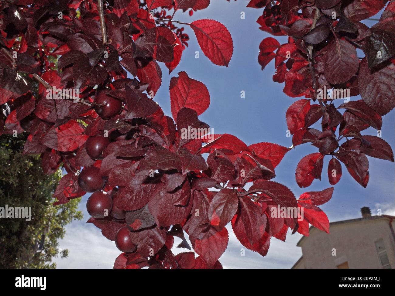 Rétroéclairage aux prunes cerise en graden sarde Banque D'Images