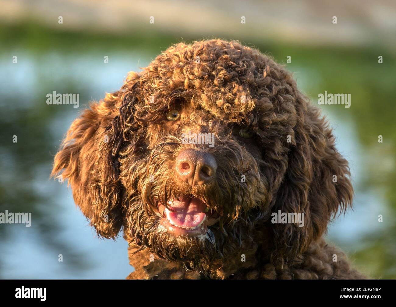 Portrait de chien d'eau espagnol brun sur herbe verte en plein air Banque D'Images