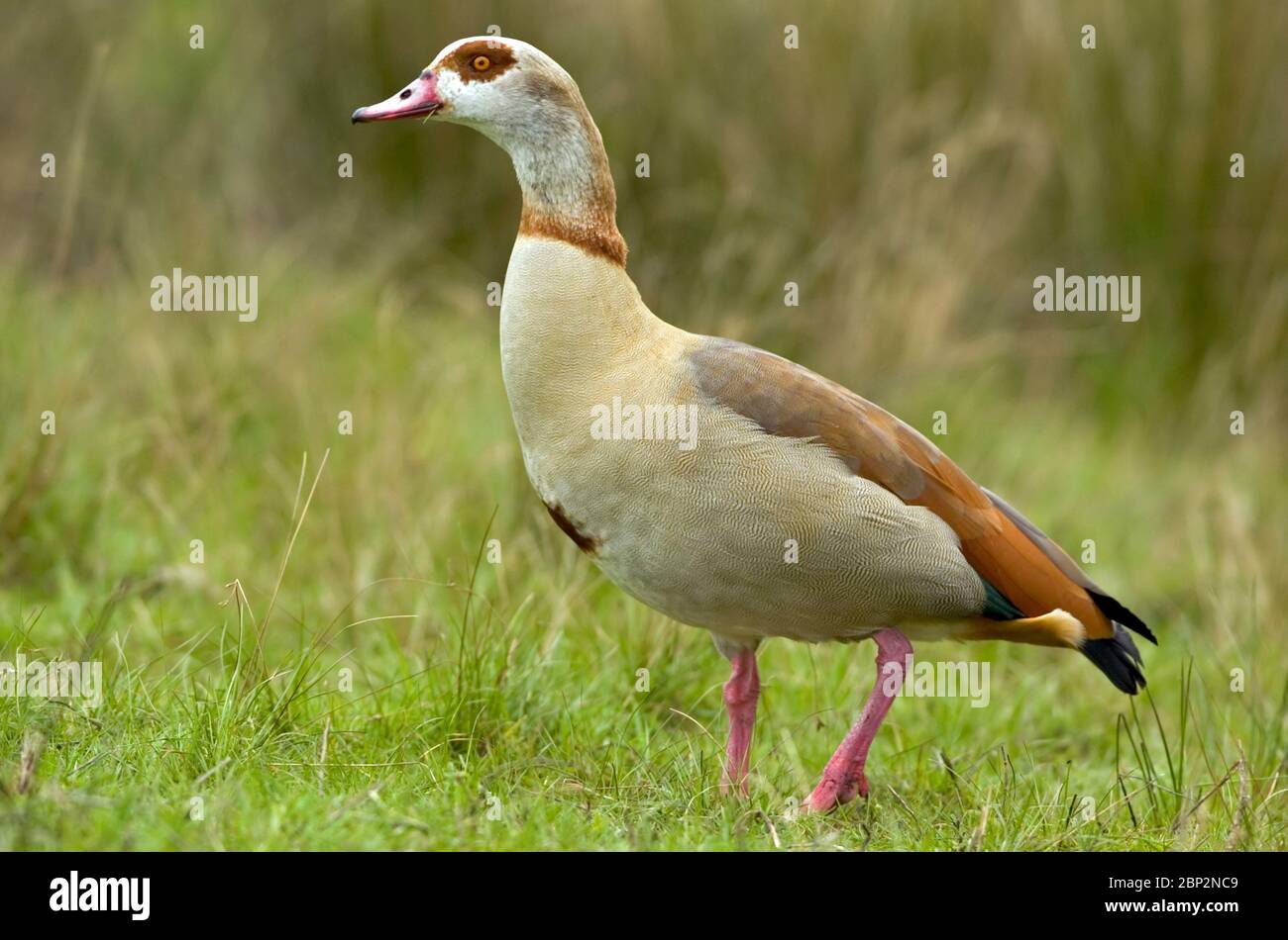 Nilgans, (Alopochen aegyptiacus), Banque D'Images