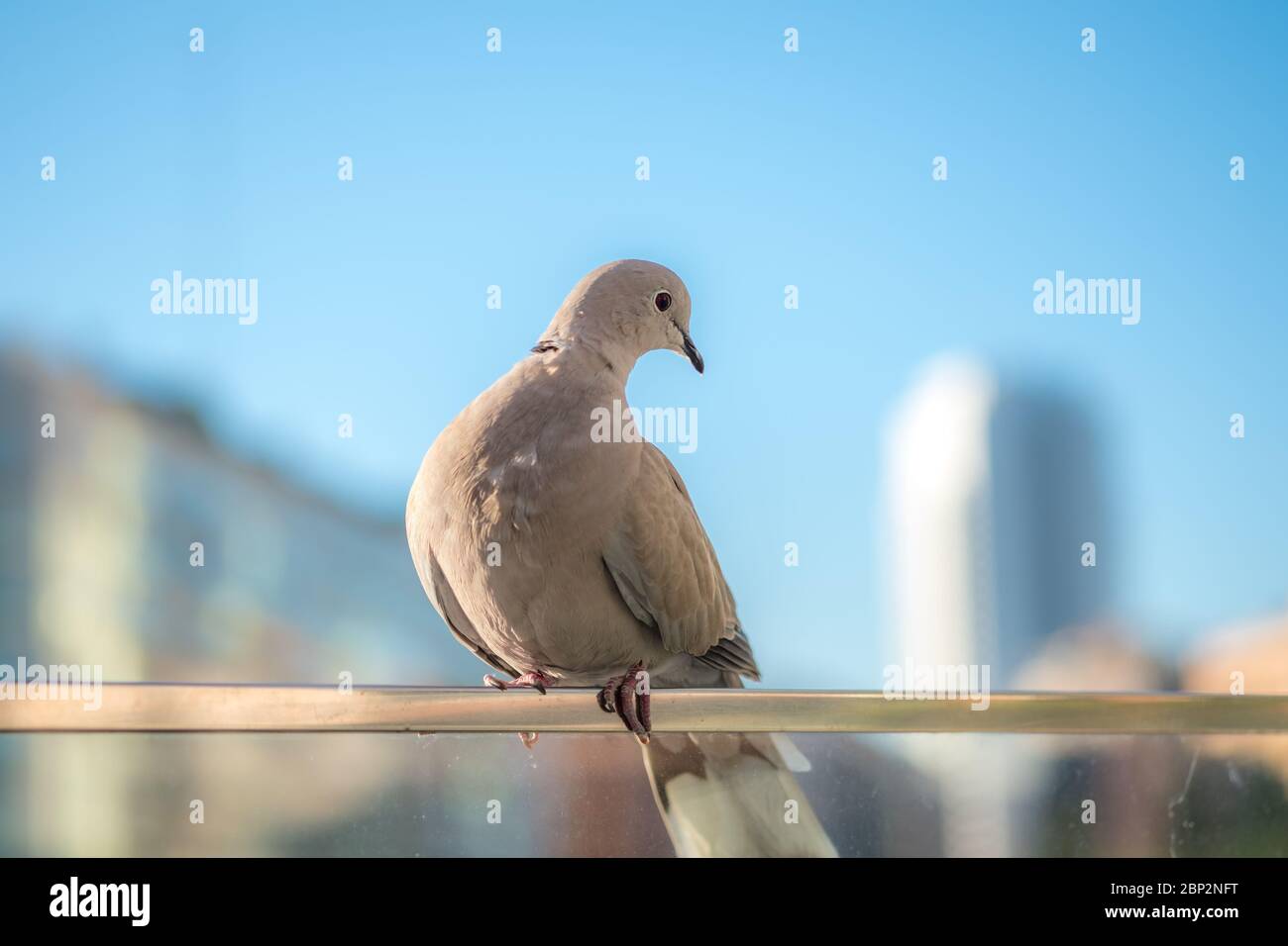 Pigeon drôle qui incline sa tête oiseau gros plan de la belle colombe de la ville Banque D'Images