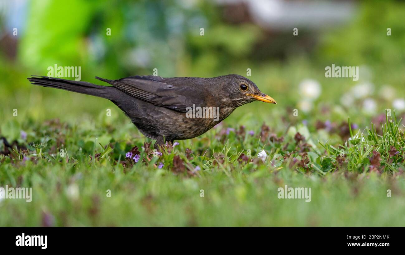 Amsel (Turdus merula) Weibchen Banque D'Images