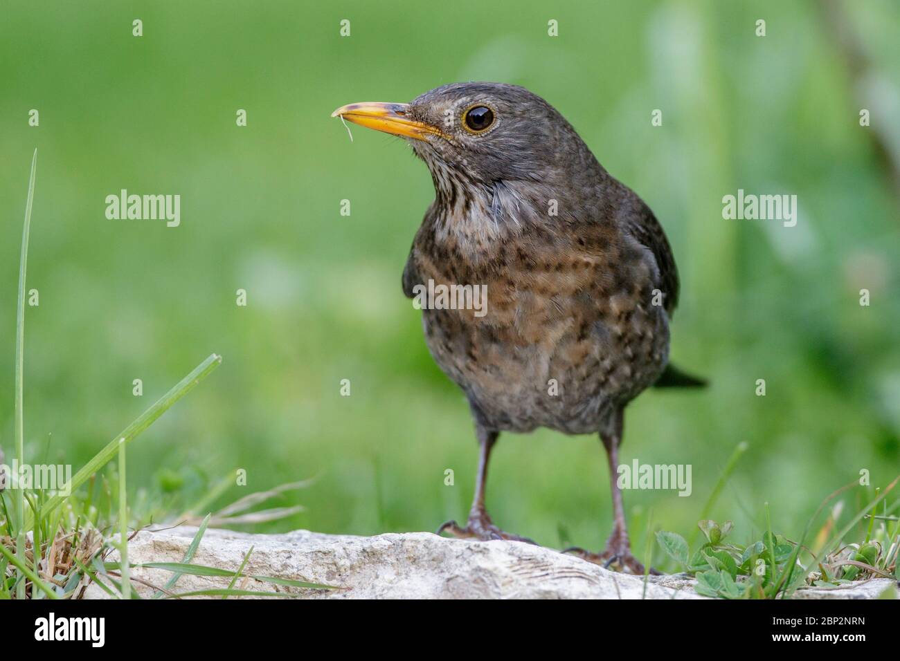 Amsel (Turdus merula) Weibchen Banque D'Images