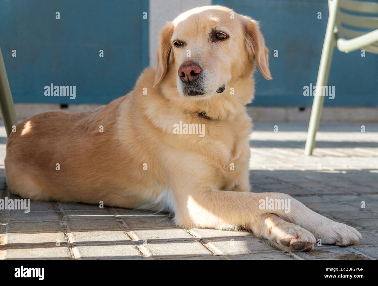 labrador retriever chien drôle couché avec les jambes croisées, curieux animal Croix leurs mâchoires Banque D'Images