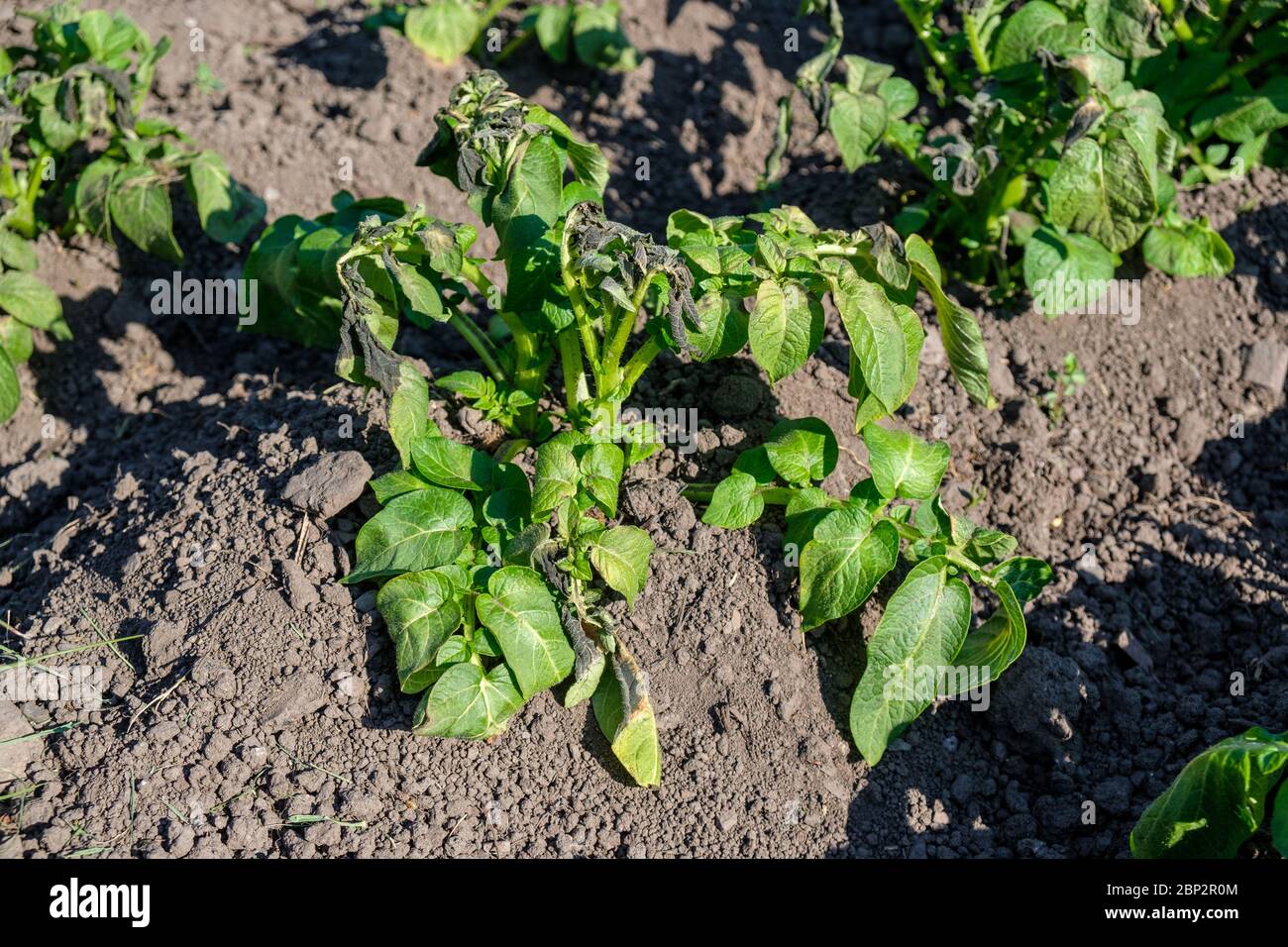 Les plants de pommes de terre endommagés par le gel sur une allocation britannique en mai Banque D'Images