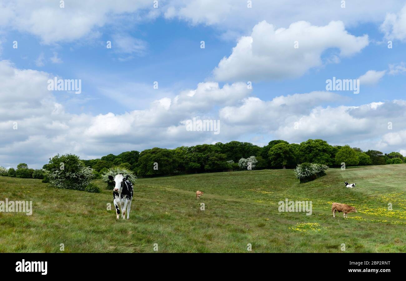 Paysage avec des vaches dans les prairies flanquées de bois et arbres en fleurs et butterbutterbups sous ciel bleu avec des nuages au printemps à Beverley, Yorkshire, Royaume-Uni. Banque D'Images