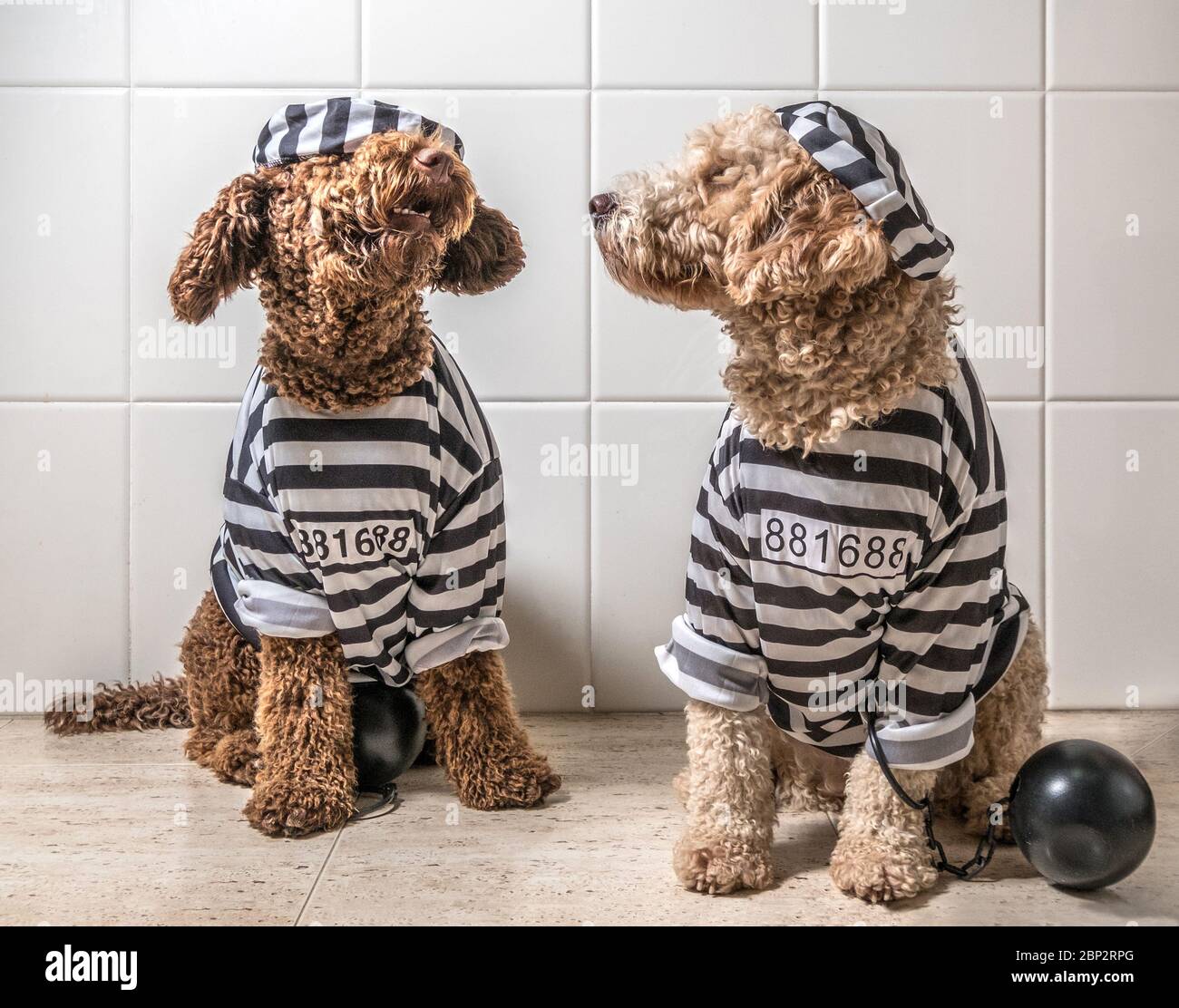 Chiens d'eau espagnols habillés comme prisonnier prison maison vêtements de roche Banque D'Images