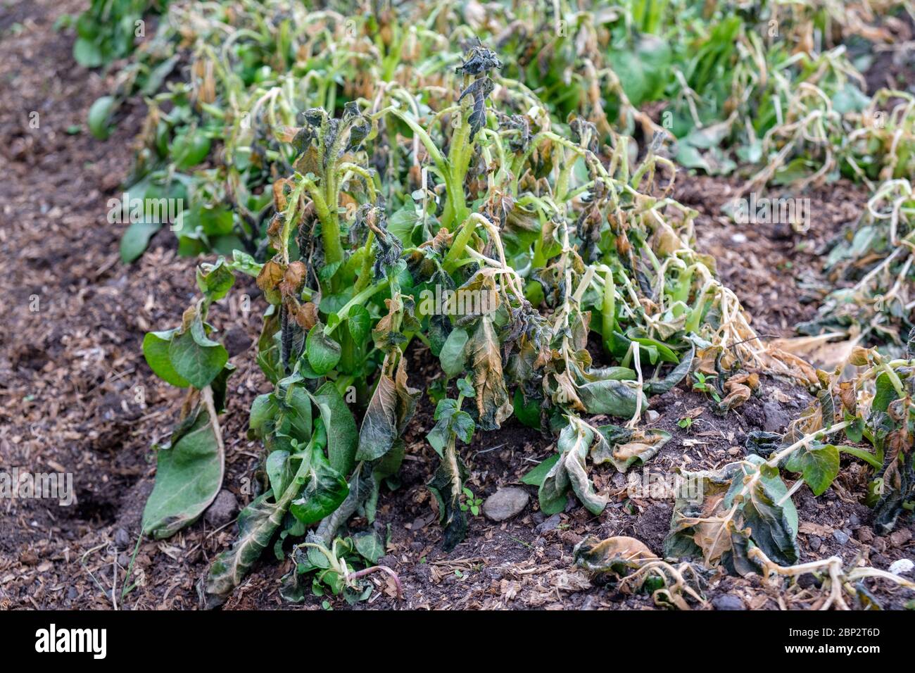 Les plants de pommes de terre endommagés par le gel sur une allocation britannique en mai Banque D'Images