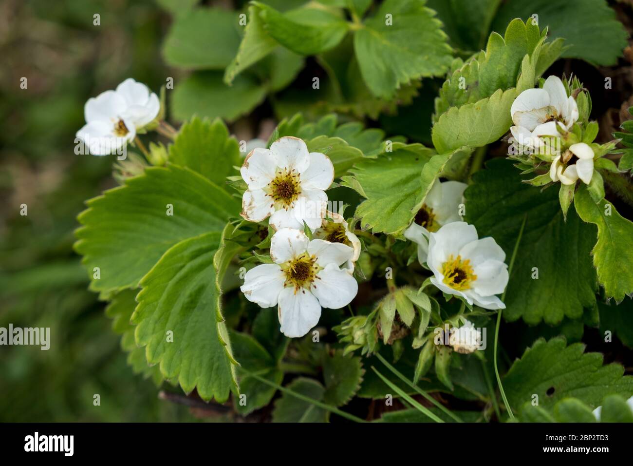 Des fleurs de fraise endommagées par le gel avec des yeux noirs (pistils foncés) sur une allotissement britannique en mai Banque D'Images