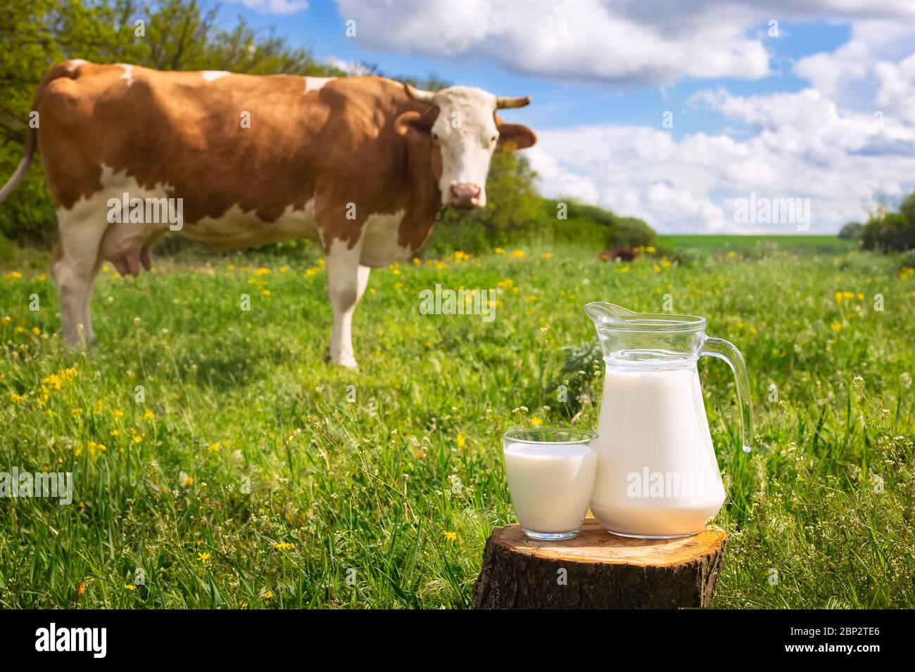 lait avec vache sur le fond Banque D'Images