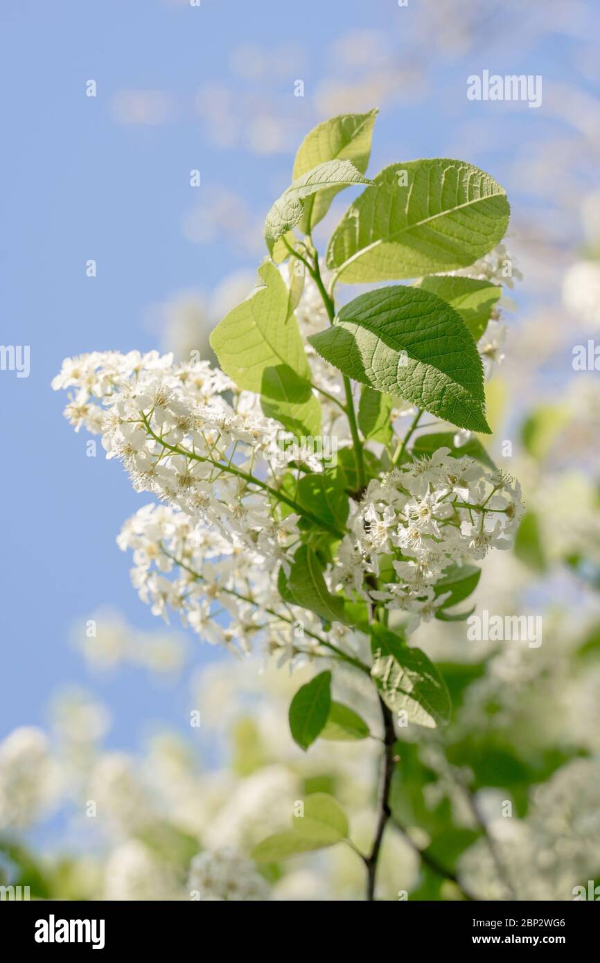 Succursales / filiale d'oiseaux fleurs-cherry au printemps. Fond floral romantique. Banque D'Images
