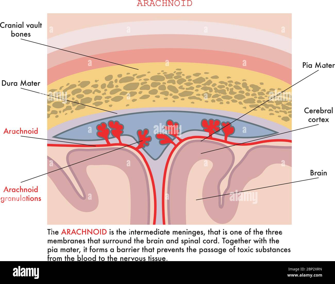 Illustration médicale d'arachnoïde avec des annotations expliquant sa fonction dans le corps humain. Illustration de Vecteur Illustration médicale d'arachnoïde avec des annotations expliquant sa fonction dans le corps humain. Illustration de Vecteur