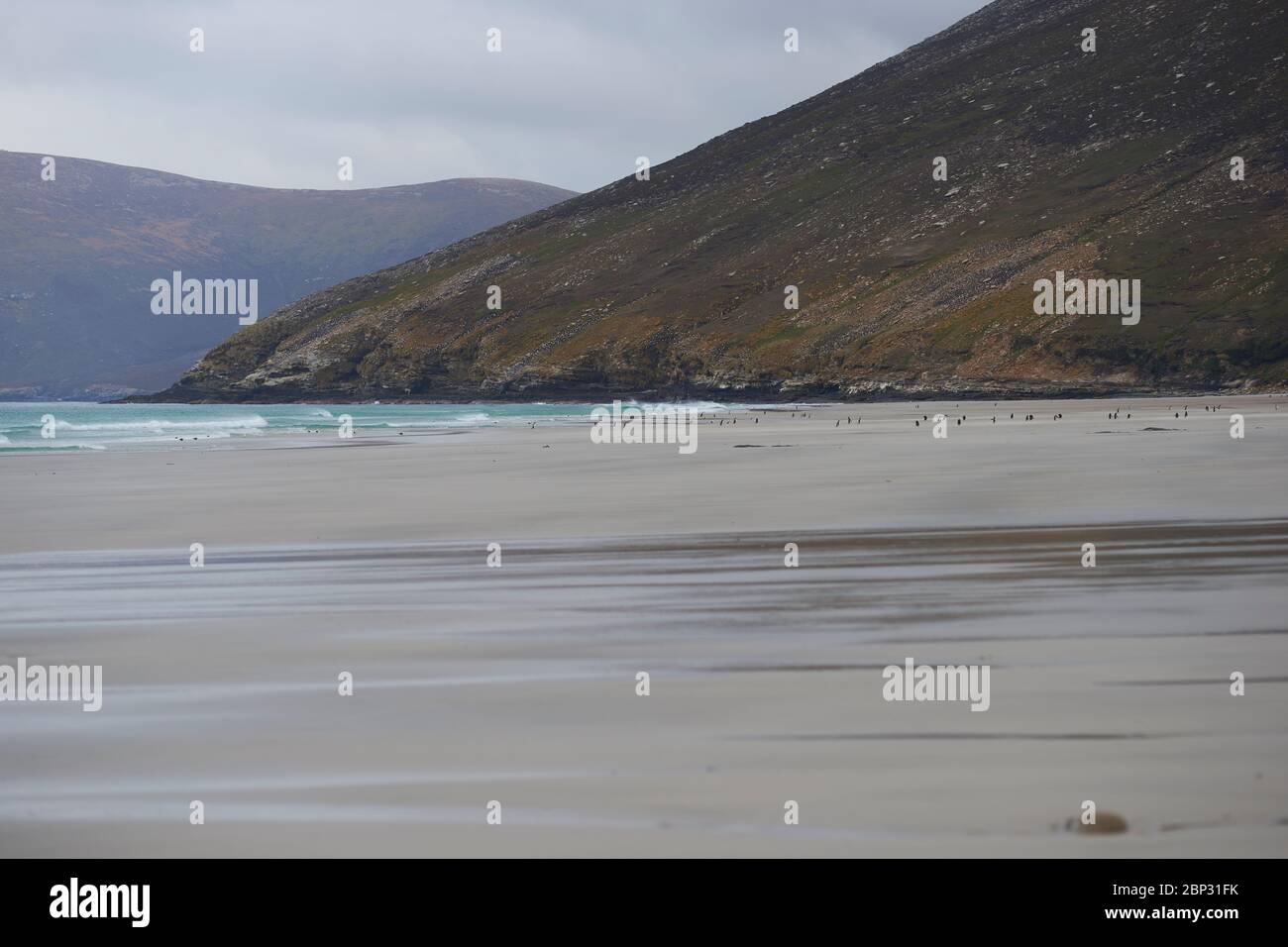 Gentoo Penguins (Pygoscelis papouasie) sur une plage de sable au Neck sur l'île de Saunders dans les îles Falkland. Banque D'Images