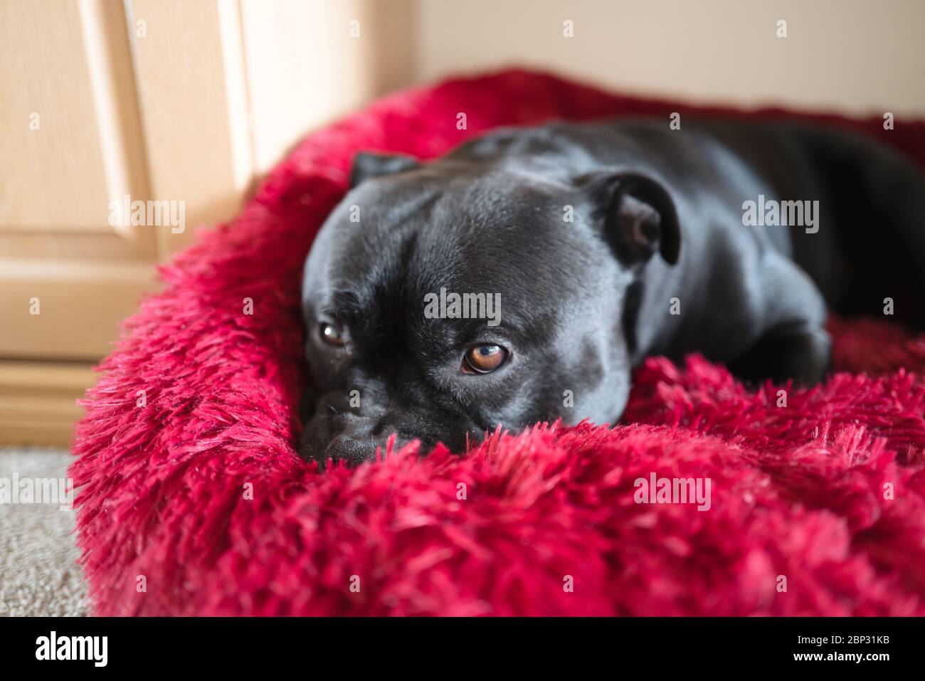 Portrait d'un chien Staffordshire Bull Terrier reposant dans un lit de chien moelleux. Banque D'Images