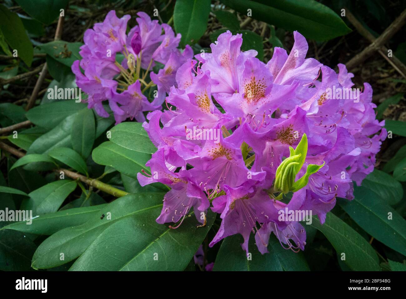 Watford, Royaume-Uni. 17 mai 2020. Météo au Royaume-Uni - Rhododendrons en pleine floraison par temps chaud à Oxhey Woods, près de Watford. Les prévisions sont pour plusieurs jours de beau temps et de hausse des températures. Credit: Stephen Chung / Alay Live News Banque D'Images