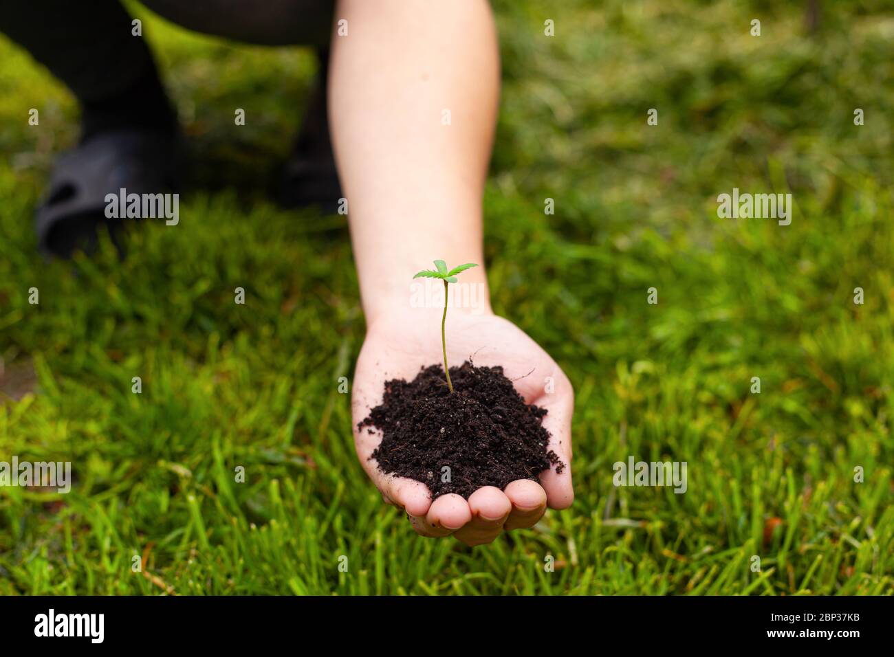 jeune plante de cannabis dans les mains des femmes sur un fond d'herbe verte. Banque D'Images