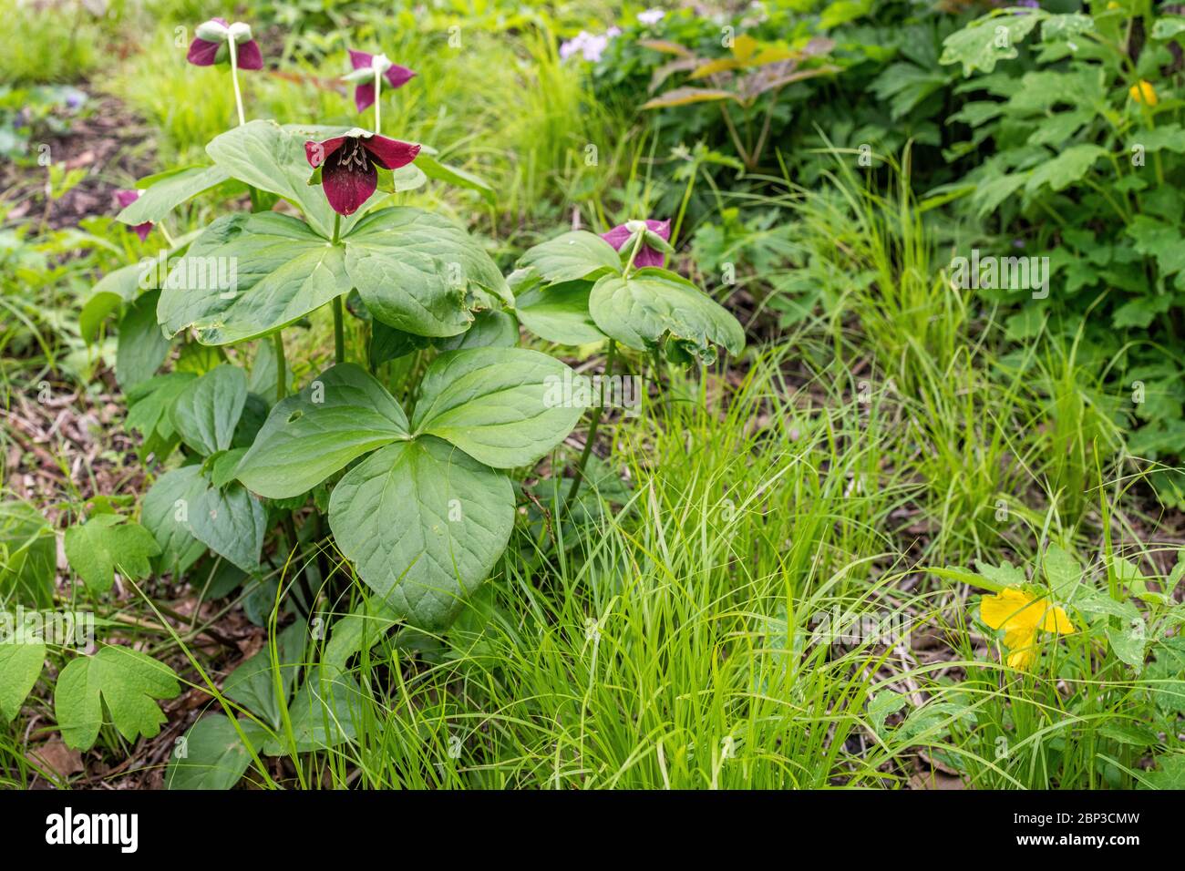 Détail des plantes dans un jardin de prairie indigène Banque D'Images