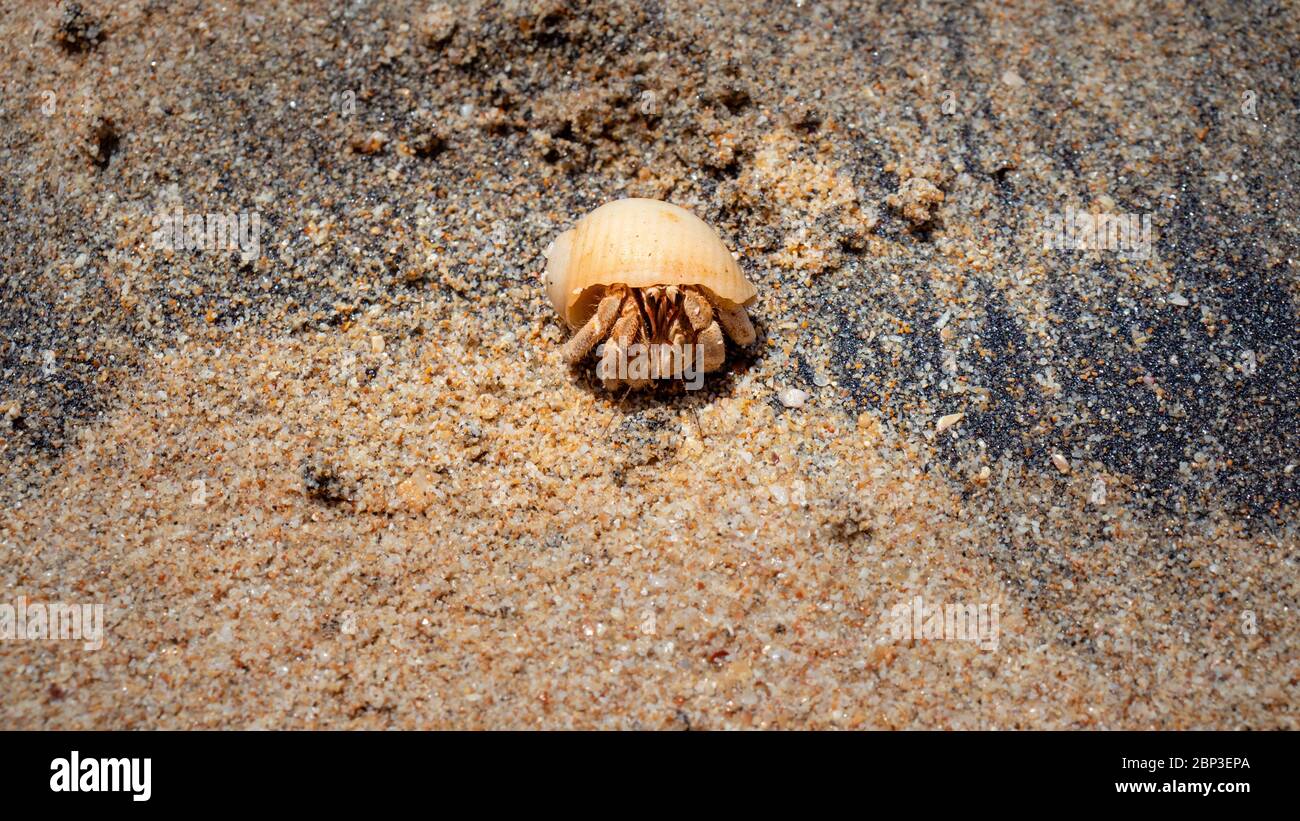 Ermite crabe sur une plage de sable à Galle Banque D'Images