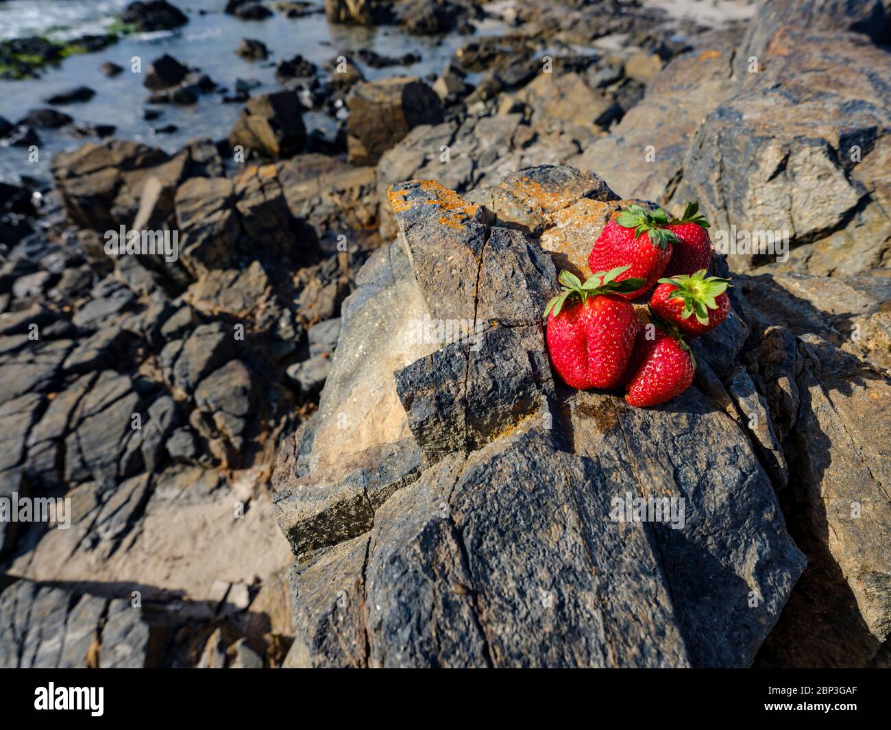 Gros plan de fraises rouges penchées contre un rocher, Porto Pino, Sant'Anna Arresi, Sardaigne, Italie Banque D'Images