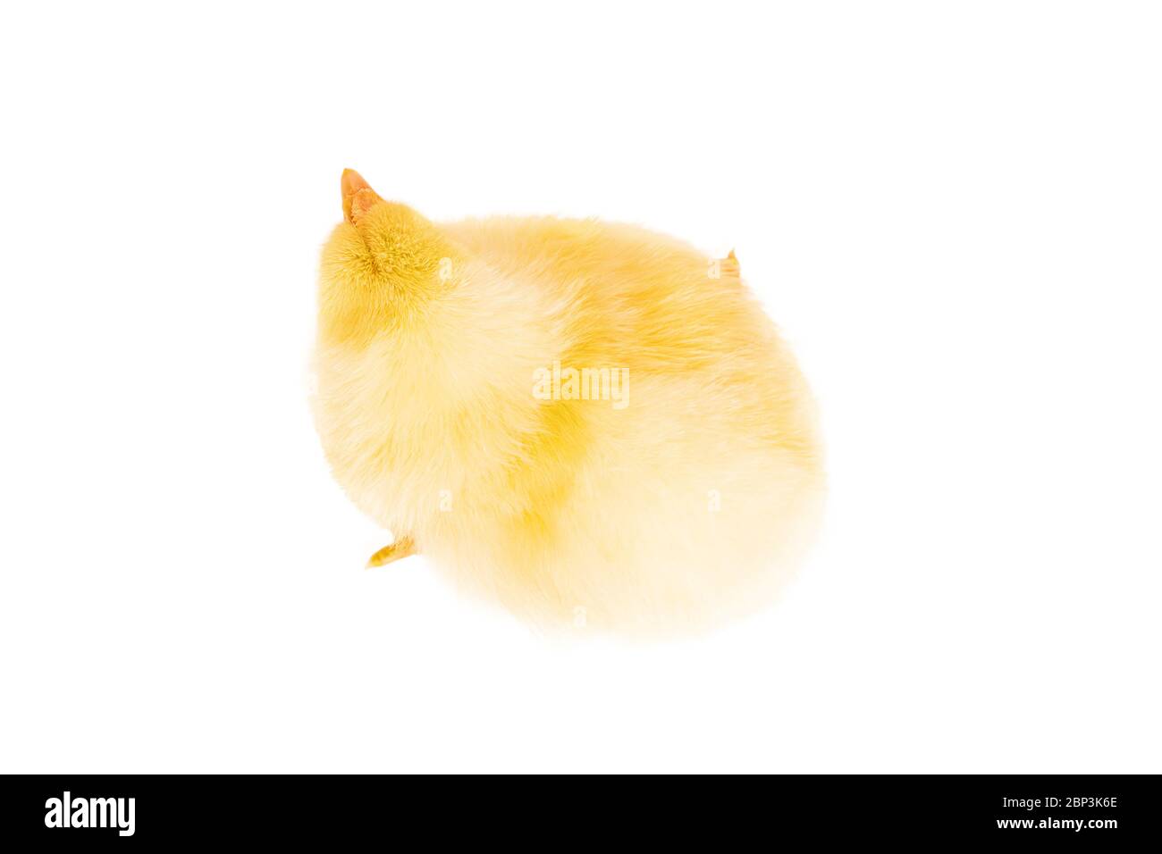 Petit poulet jaune moelleux, vue de dessus, isolé sur un fond blanc Banque D'Images
