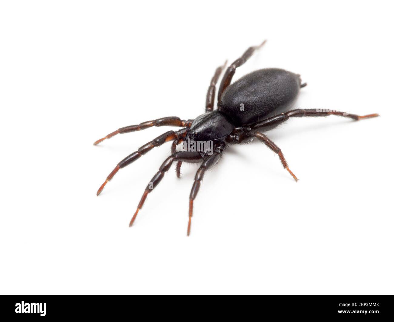 Très petite araignée noire (Drassylus dépressions) isolée sur blanc. Delta, Colombie-Britannique, Canada Banque D'Images