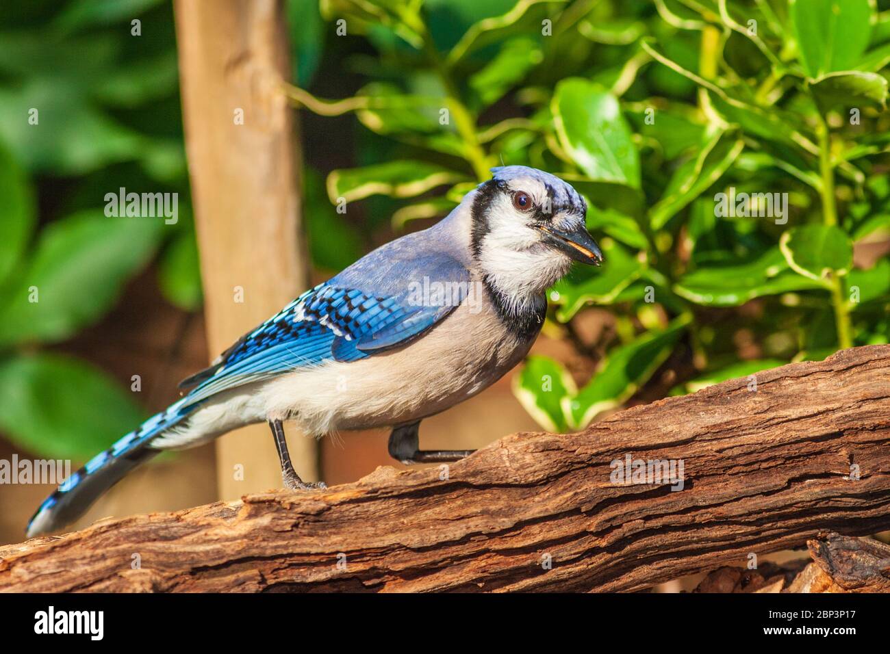 Blue Jay, Cyanocitta cristata, à McLeansville, en Caroline du Nord, en juin. Banque D'Images