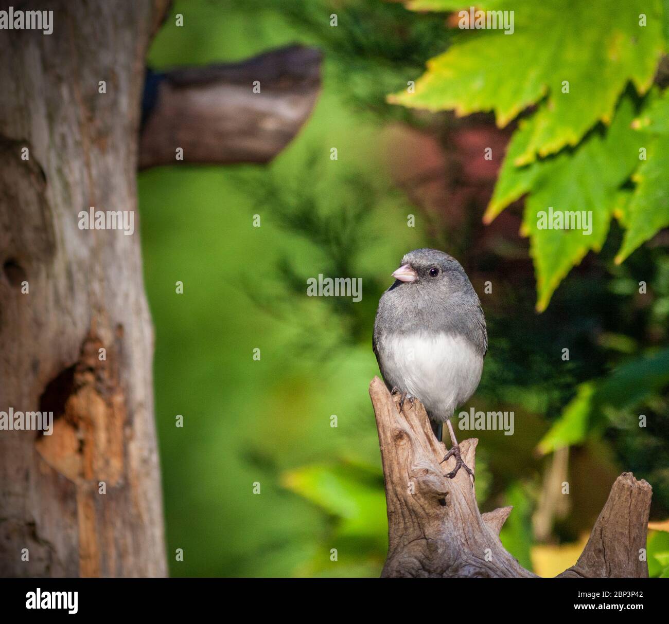 Le Junco ardoisé, Junco hyemalis, en Caroline du Nord en novembre. Banque D'Images