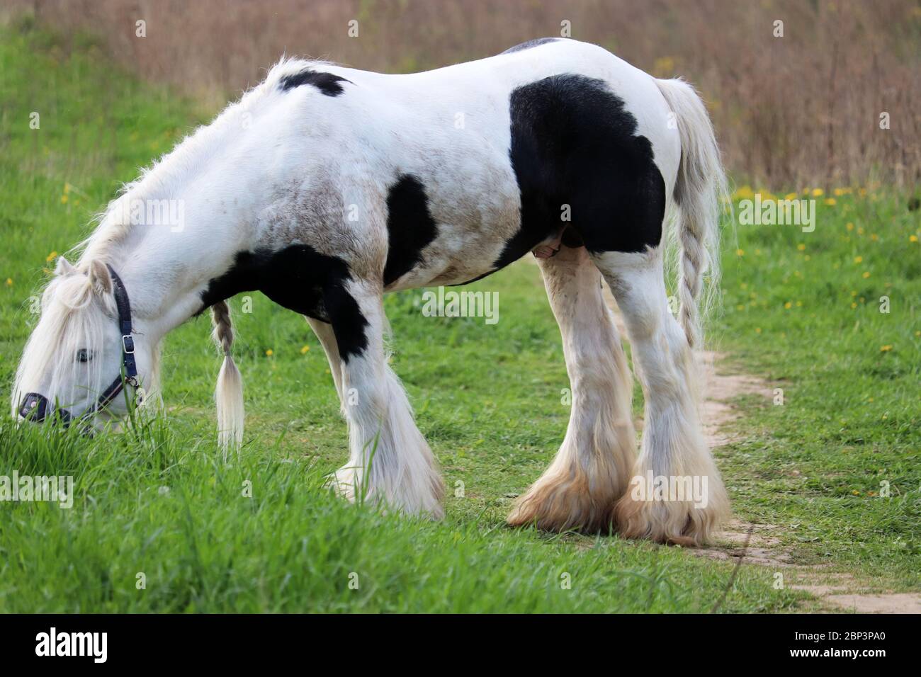 Clydesdale cheval paître sur un pâturage vert et manger de l'herbe fraîche, foyer sélectif. Paysage rural au printemps Banque D'Images