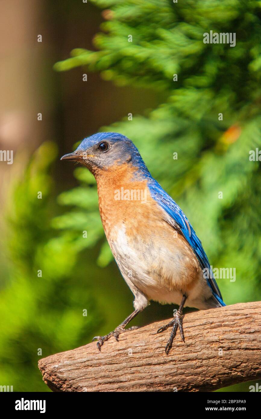 Bluebird de l'est, Sialia sialis, à Gary carter's Bird blinds à Mcleanville, Caroline du Nord. Banque D'Images