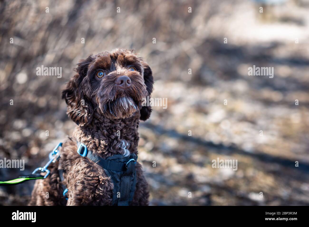 Goldendoodle chien regardant le caméraman pendant une promenade à l'extérieur Banque D'Images