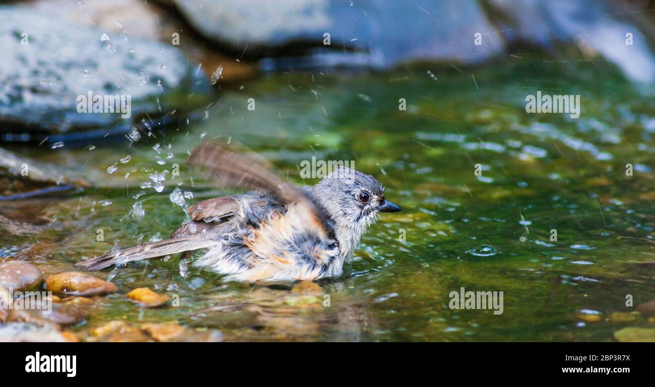 Titmouse touffeté, Baeolophus bicolor, prenant un bain à Gary carter's Bird blinds à Mcleanville, Caroline du Nord. Banque D'Images