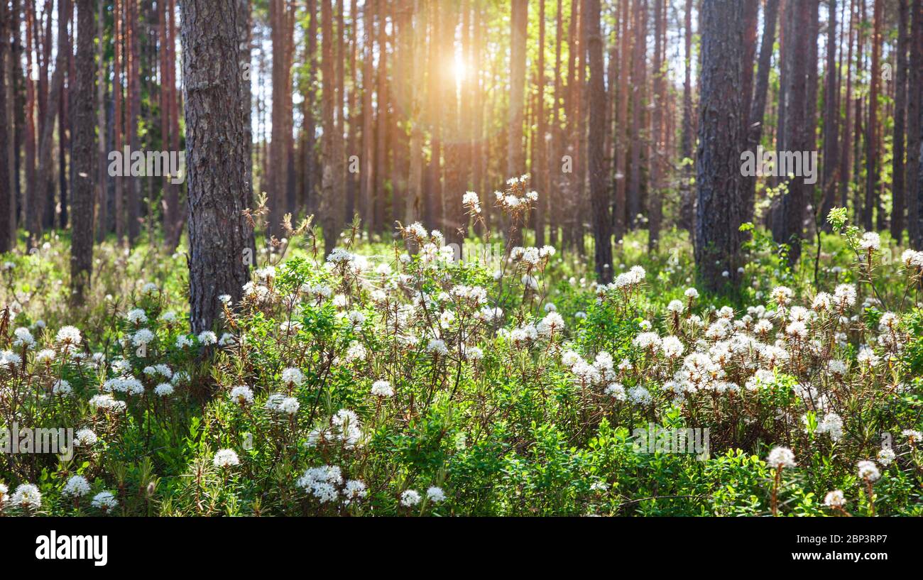 Rhododendron groenlandicum ou Ledum palustre en forêt printanière Banque D'Images