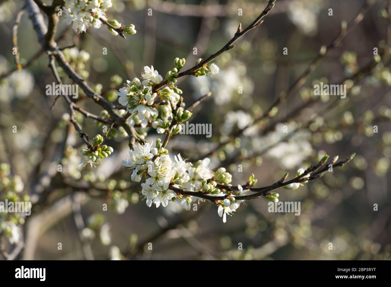 Blossom printanier sur un Damson de Merryweather (Prunus insititia) Banque D'Images