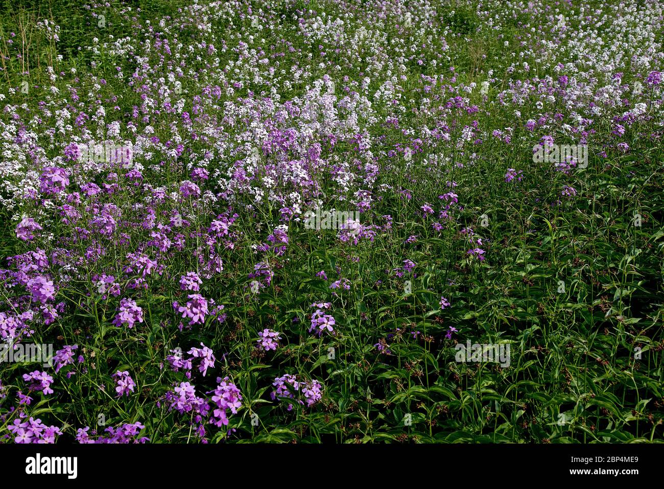 Toronto, Ontario / Canada - 06/10/2017: Fleurs sauvages à Crothers Woods - un parc public urbain avec sentiers de randonnée et de VTT Banque D'Images