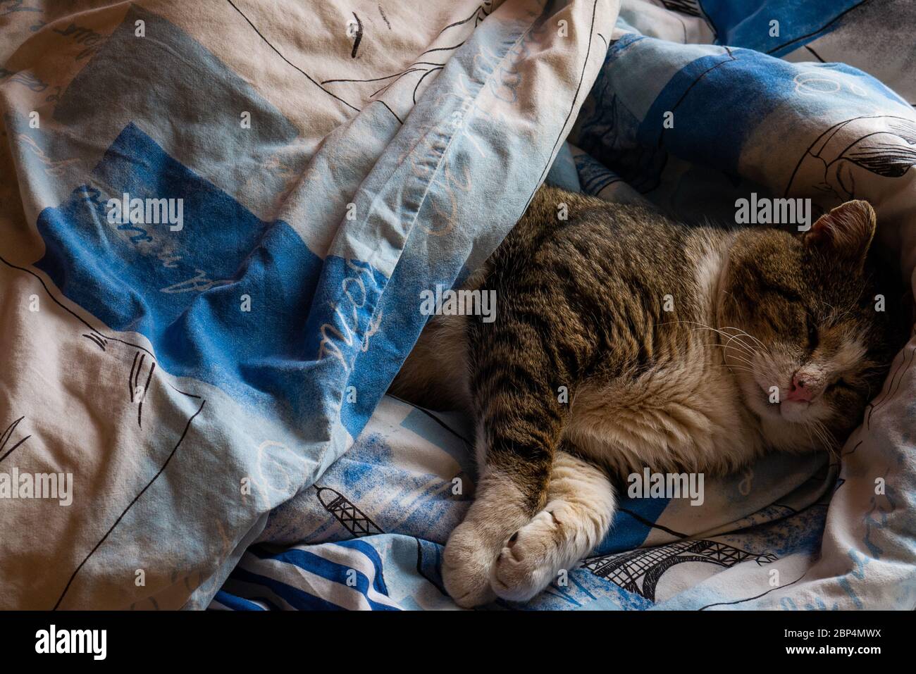 Le chat est allongé dans un lit recouvert d'une couverture. Banque D'Images