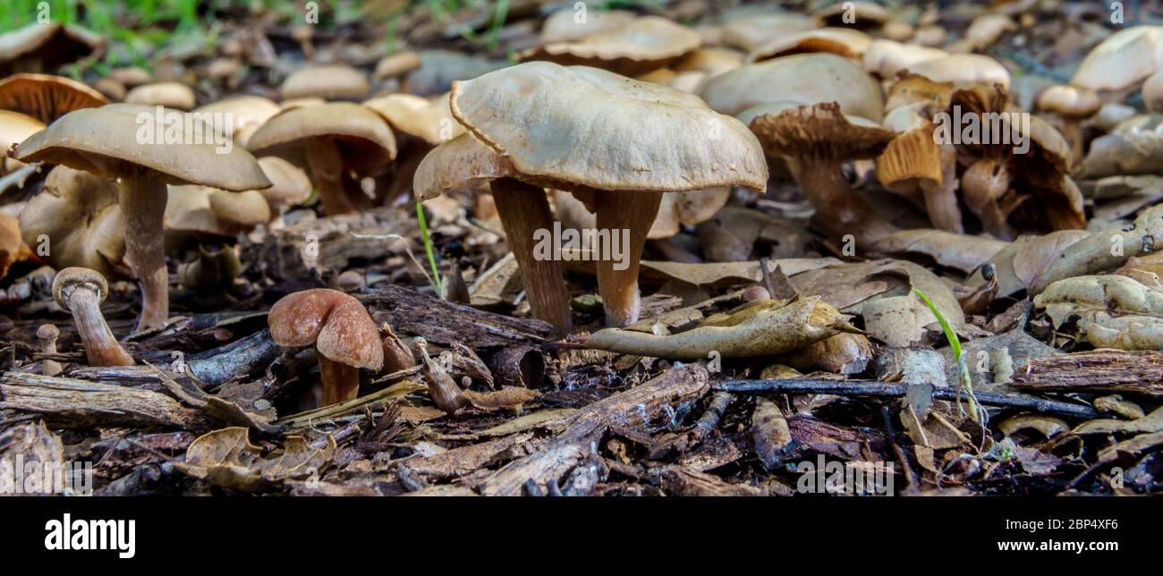 champignons sauvages après la pluie Banque D'Images