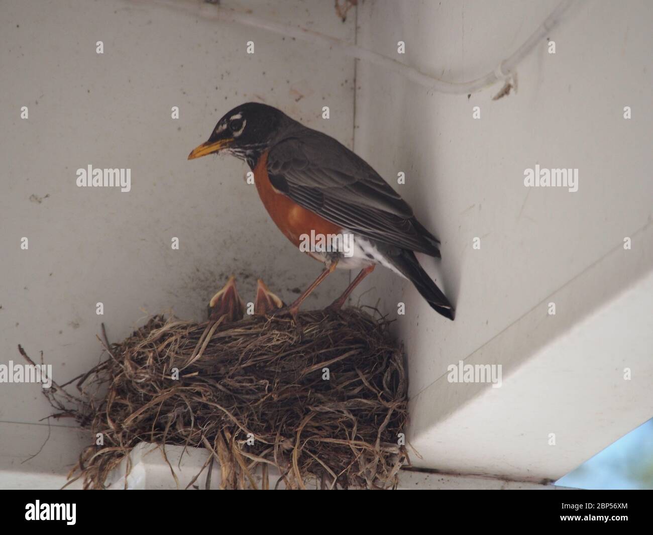 Robin avec des poussins dans Nest dans le porte-à-faux Banque D'Images Robin avec des poussins dans Nest dans le porte-à-faux Banque D'Images