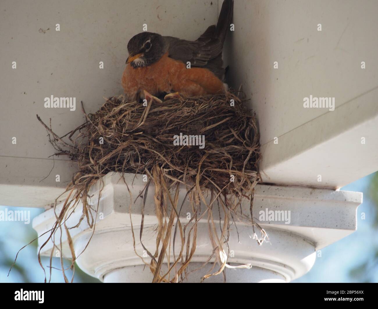 Robin avec des poussins dans Nest dans le porte-à-faux Banque D'Images Robin avec des poussins dans Nest dans le porte-à-faux Banque D'Images