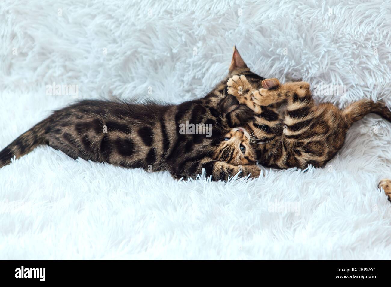 Deux chatons bengale mignons d'or et de couleur chorocoale jouant et se battant sur fond blanc. Banque D'Images