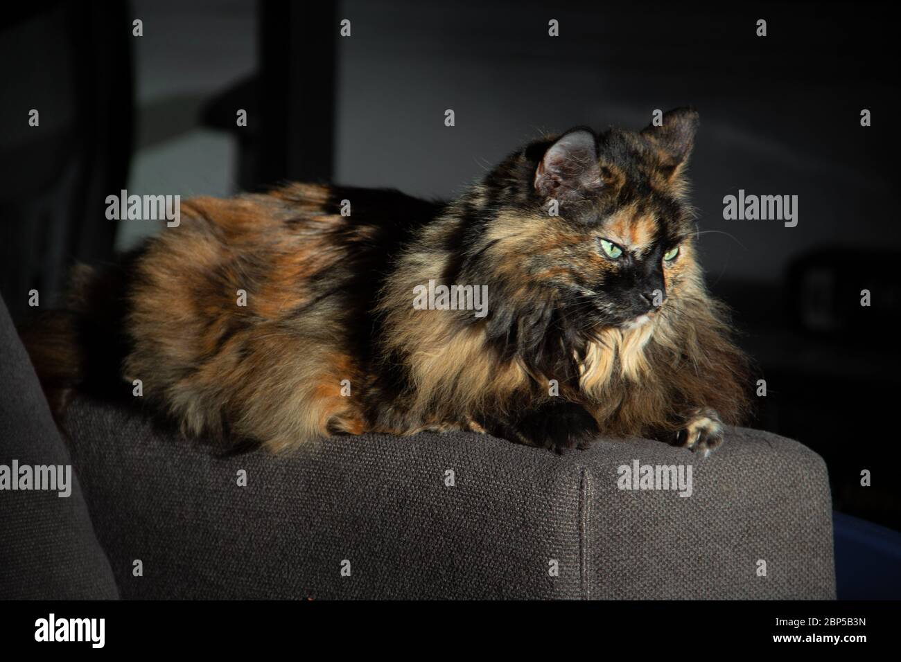 Chaton Ennuye Banque De Photographies Et D Images A Haute Resolution Alamy