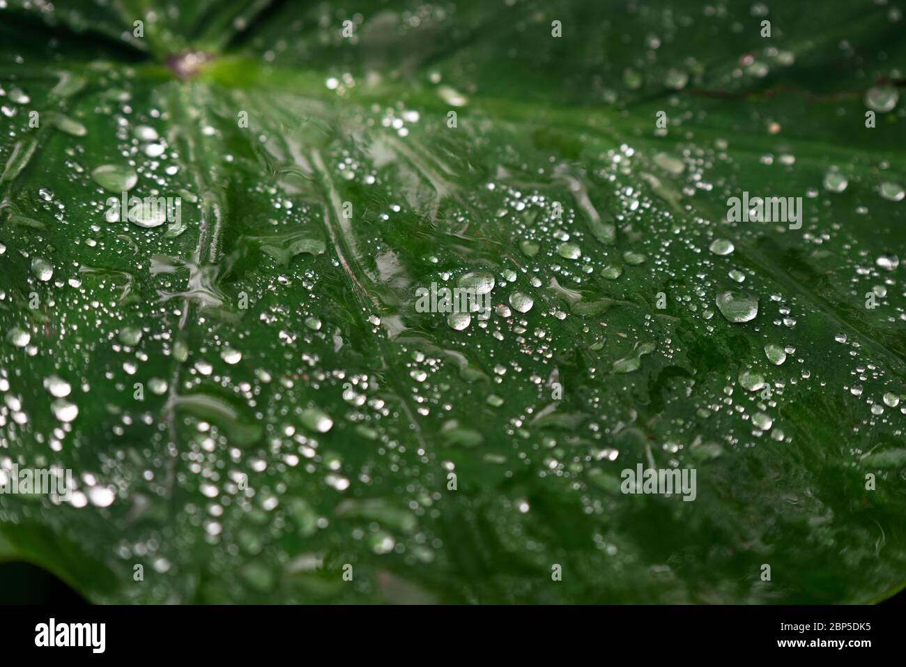 Chutes sur une feuille dans la forêt amazonienne pendant la saison des pluies tropicales, parc national Yasuni, Équateur. Banque D'Images