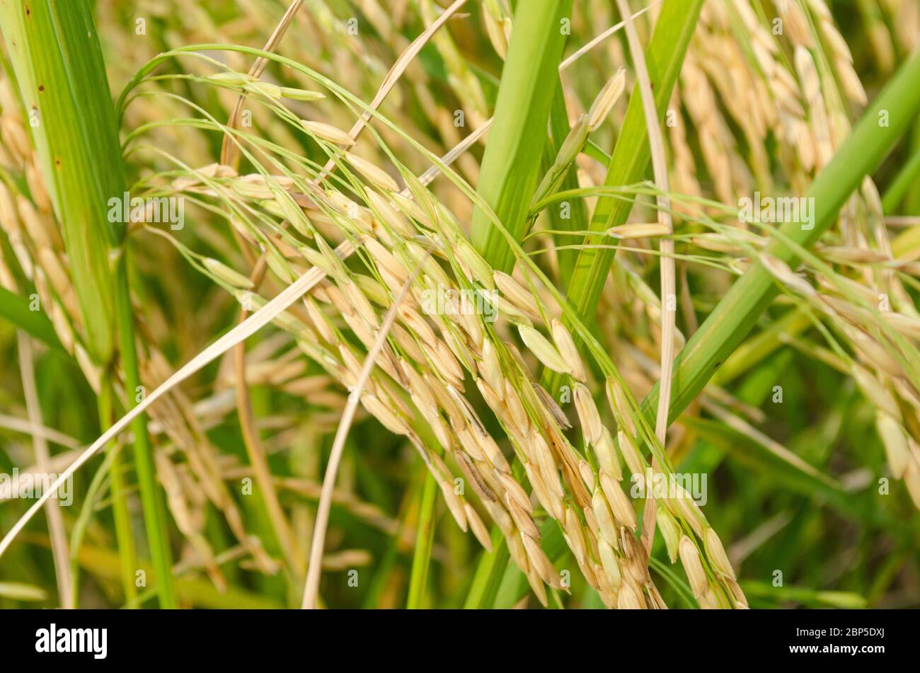 Oryza sativa est l'espèce végétale la plus communément appelée riz en anglais. Le riz est connu pour venir dans une variété de couleurs, y compris: Riz blanc, b Banque D'Images
