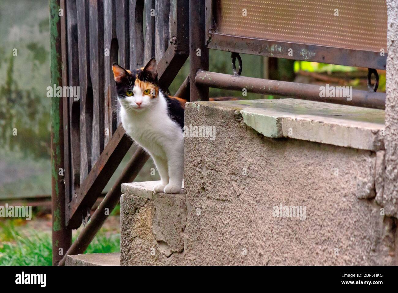 curieux calico chat assis dehors. prédateur dans l'observation de derrière la clôture Banque D'Images