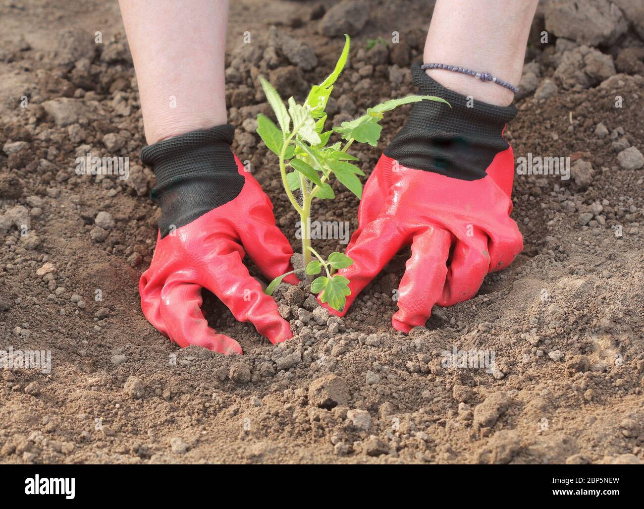 Jardinage. Un agriculteur plante des semis de tomate. Plantation de semis au printemps dans le sol Banque D'Images