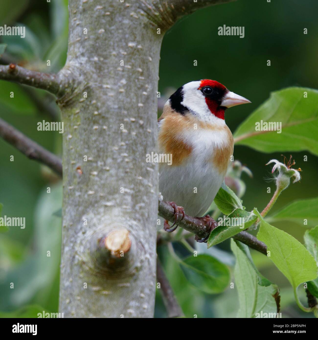 Goldfinch sur une branche d'un pommier Banque D'Images
