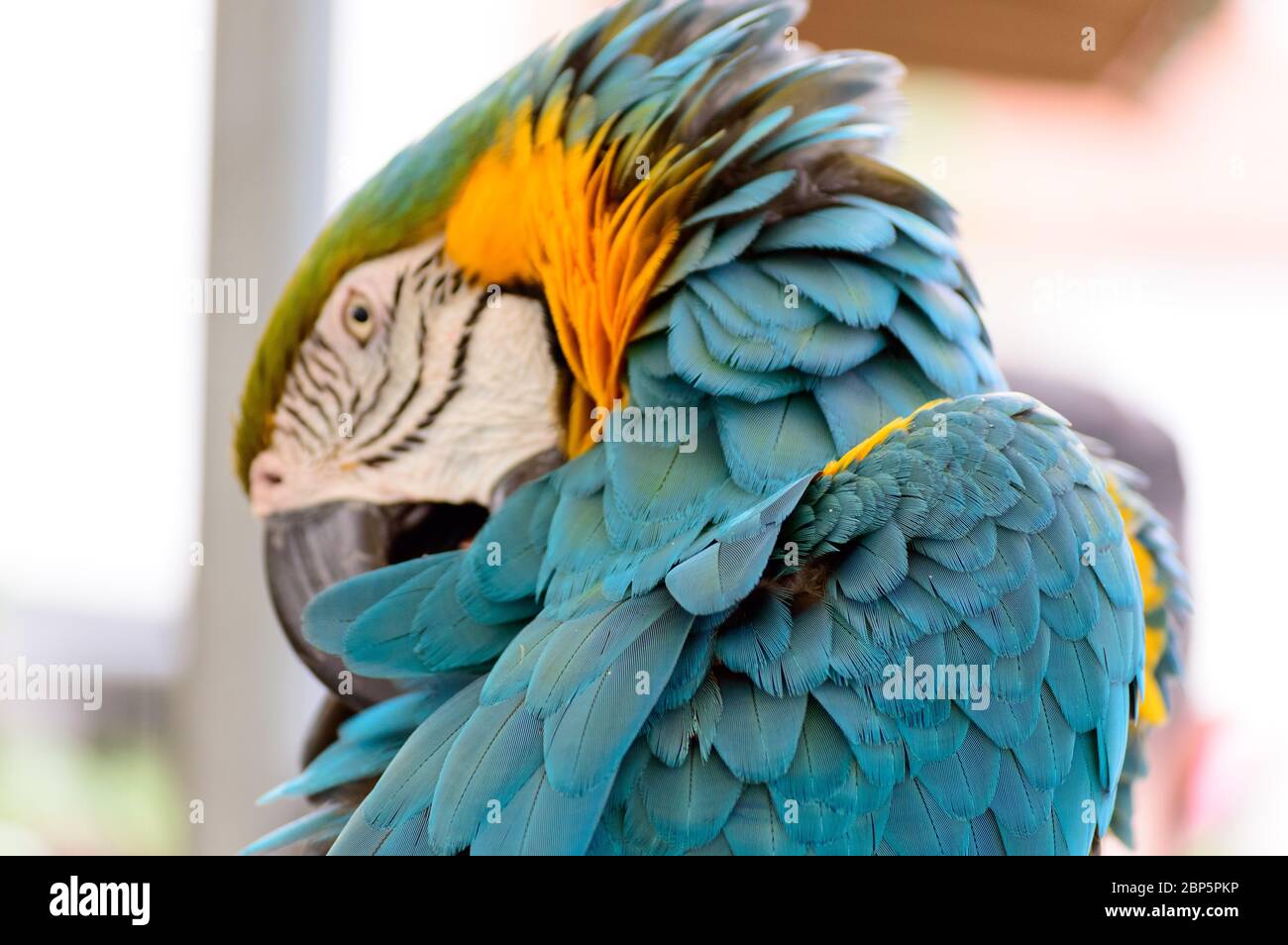 Perroquet bleu et jaune de macaw qui organise ses plumes colorées Banque D'Images