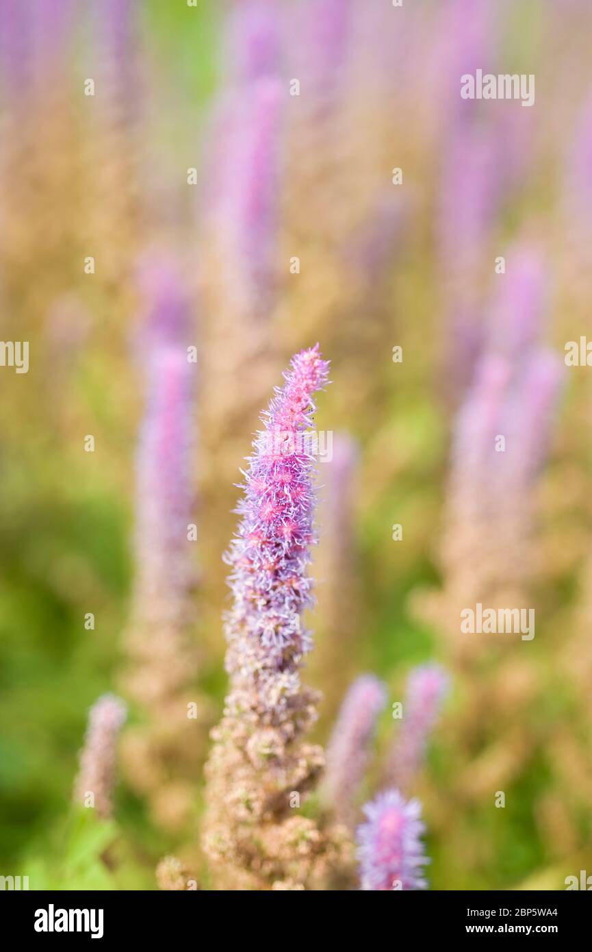 Astilbe chinesis, var pumila, astilbe chinois Banque D'Images