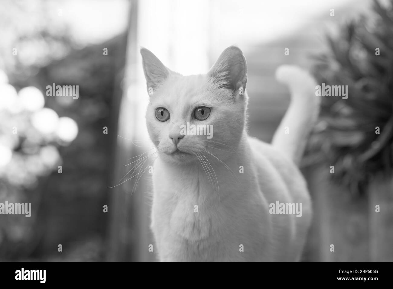 Concept d'amour des animaux. Adorable chat blanc assis sur une souche dans le jardin à côté de la plante et regardant à distance. Banque D'Images