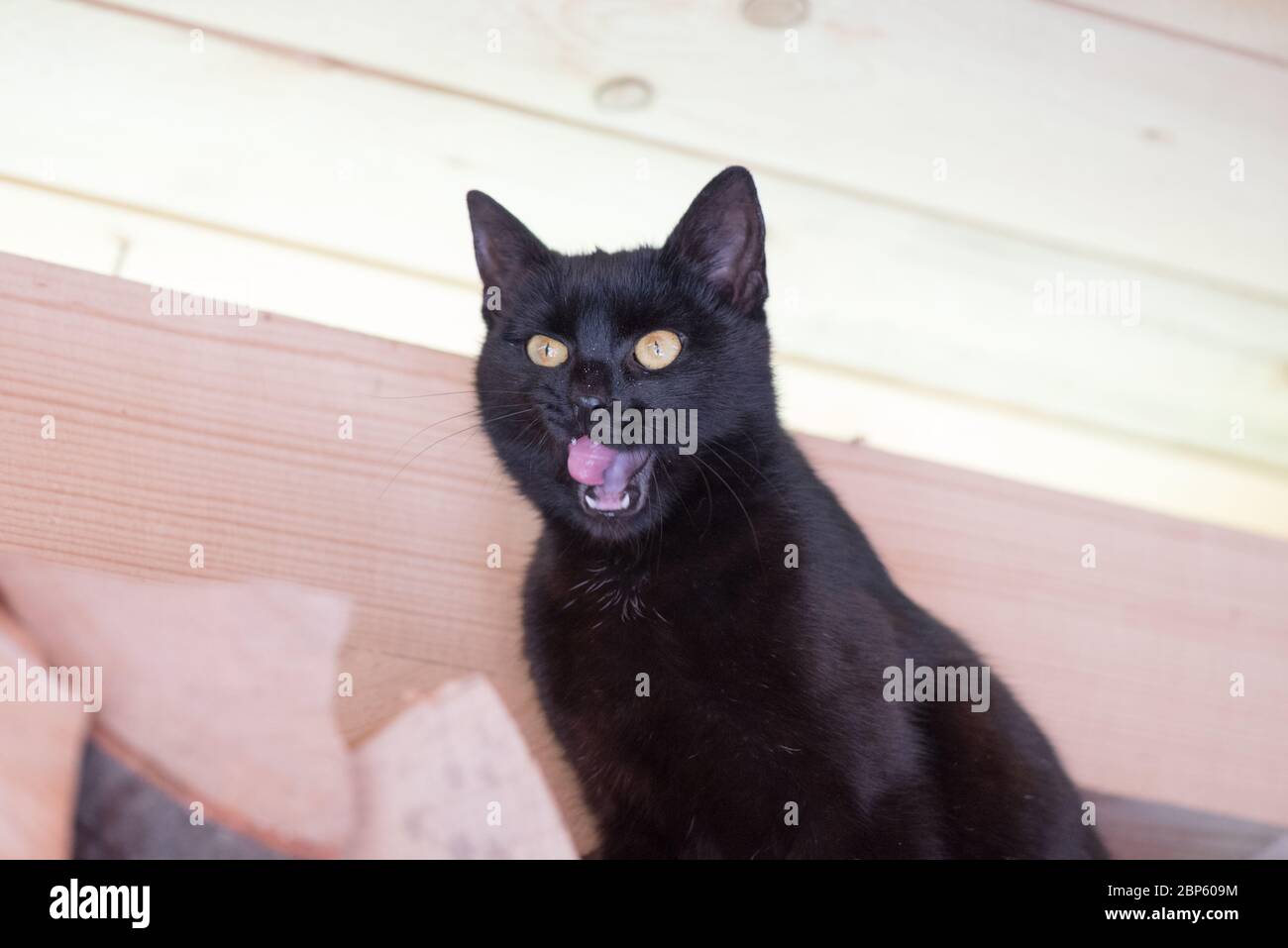 Concept D Amour Des Animaux Chat Noir Avec Des Expressions Droles Assis Sur Le Bois Dans Le Jardin Photo Stock Alamy