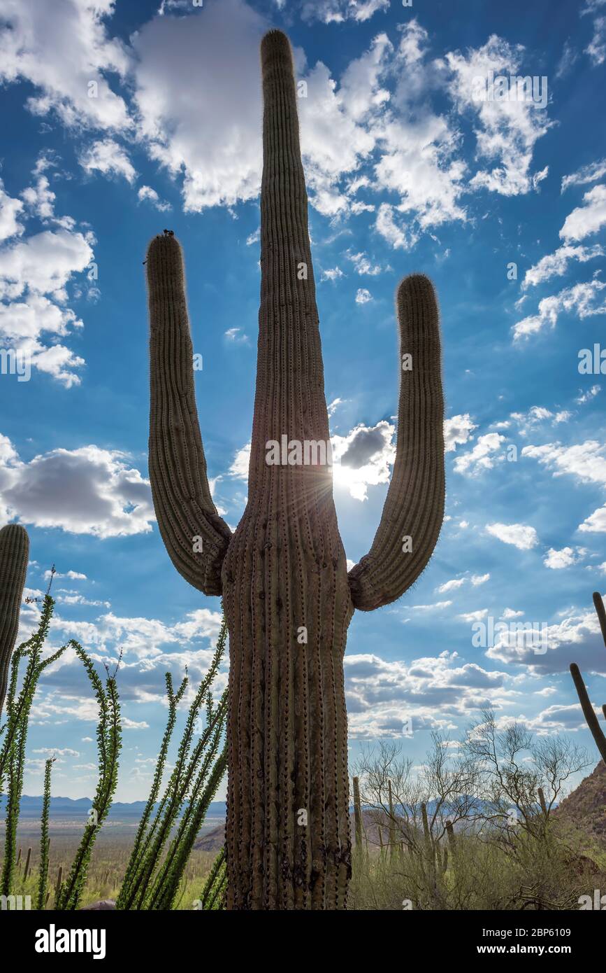 le coucher du soleil plus de une cactus dans Arizona 27102993 Photo de stock chez Vecteezy