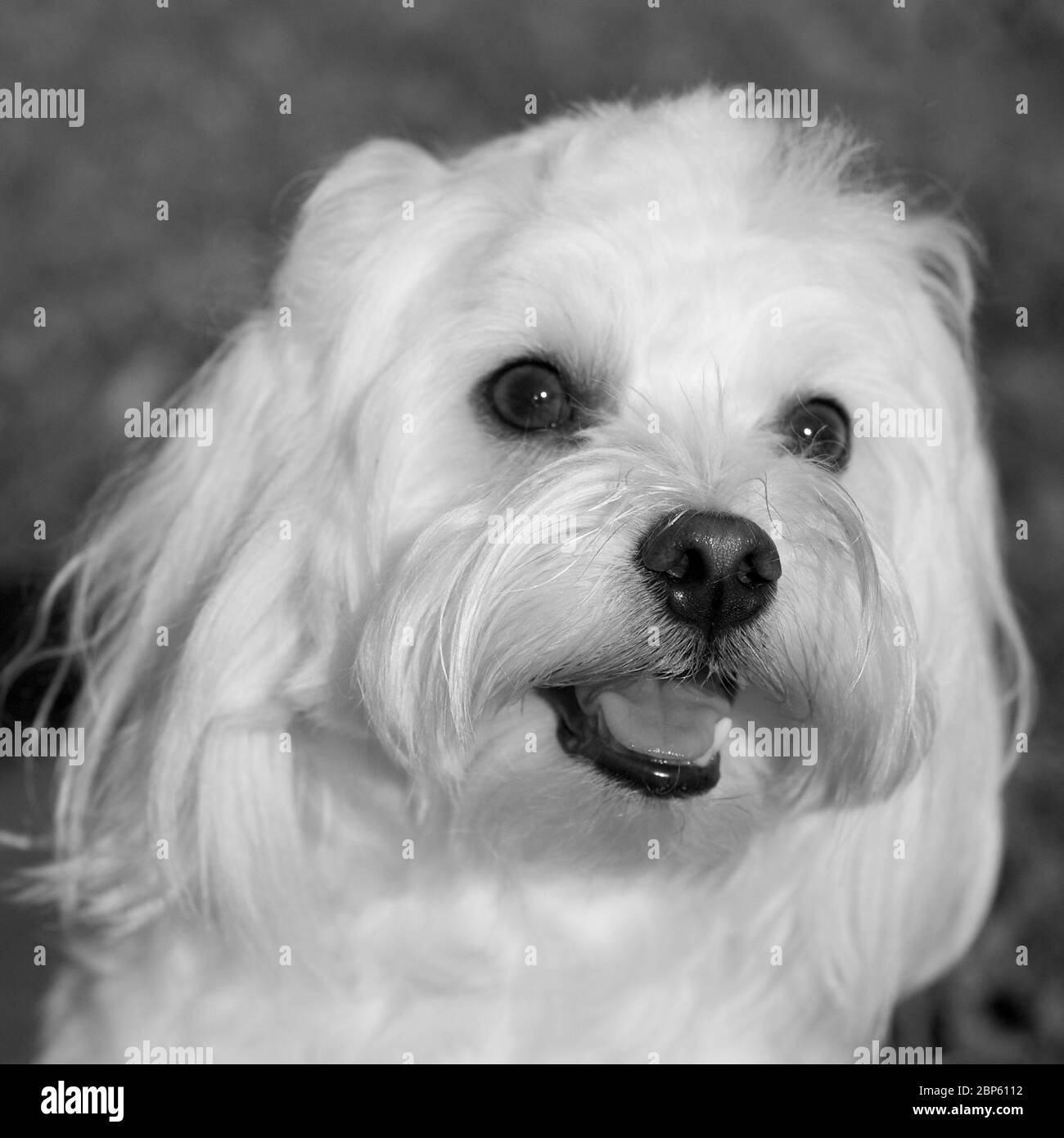 Concept d'amour des animaux. Portrait heureux de blanc petit heureux dog.jpg Banque D'Images